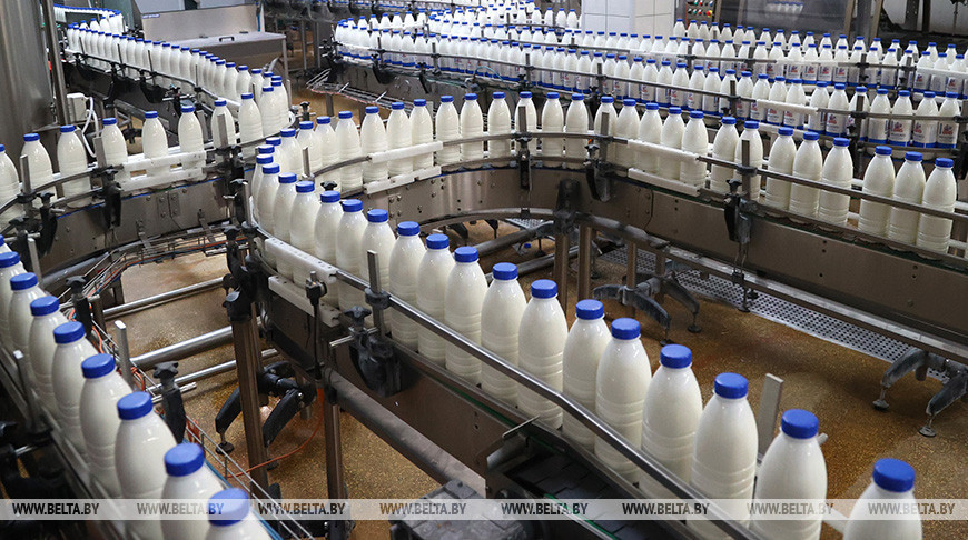 В Беларуси производство молока за пять лет выросло на 11%